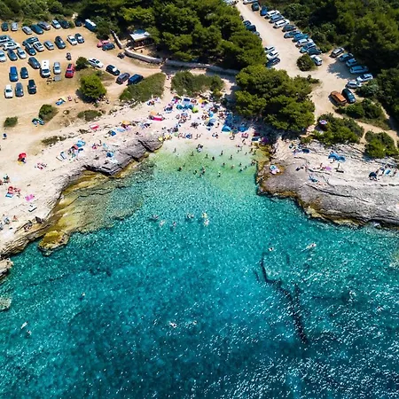 Orhidea